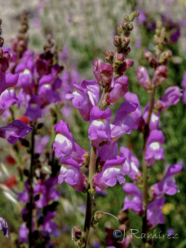 Antirrhinum tortuosum.07