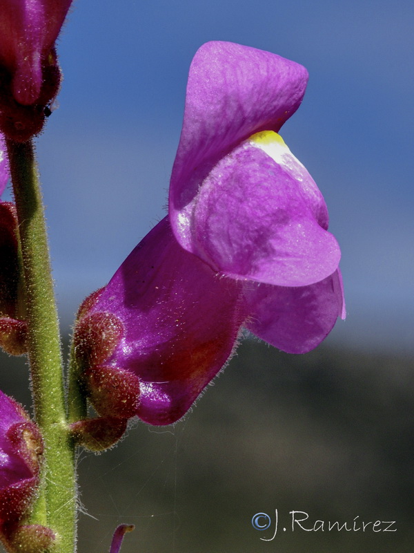 Antirrhinum tortuosum.08