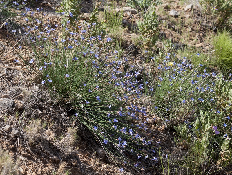 Aphyllanthes monspeliensis.01