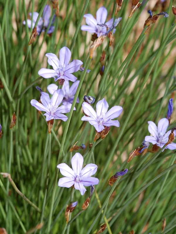 Aphyllanthes monspeliensis.03