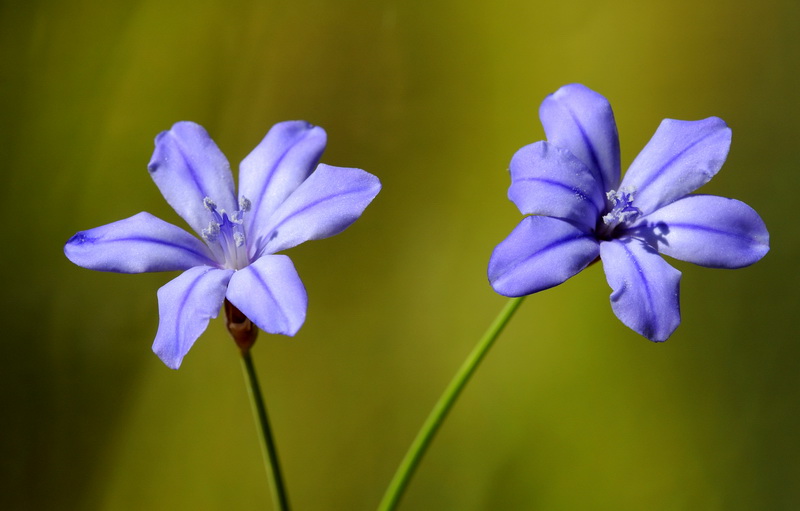 Aphyllanthes monspeliensis.09