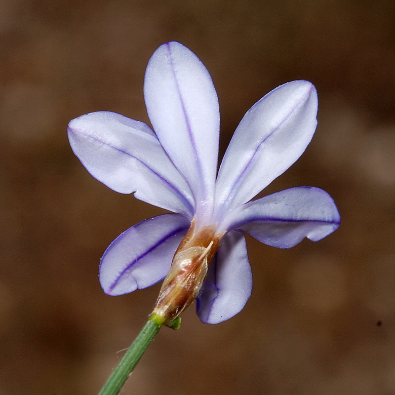 Aphyllanthes monspeliensis.14