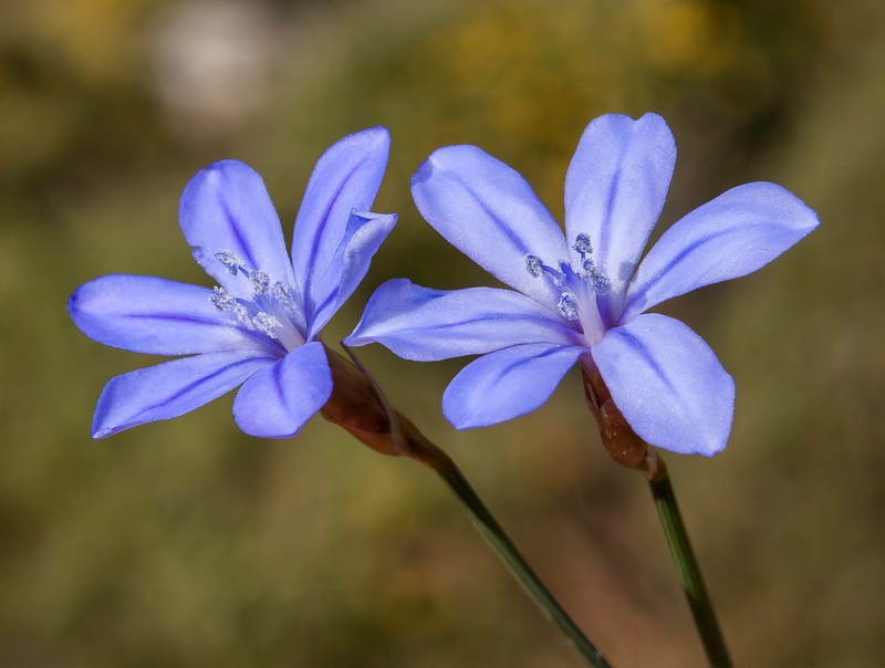 Aphyllanthes monspeliensis.16