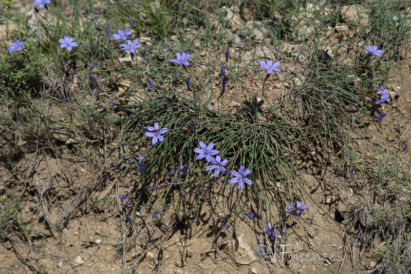 Aphyllanthes monspeliensis.17