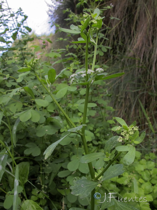 Apium graveolens.01