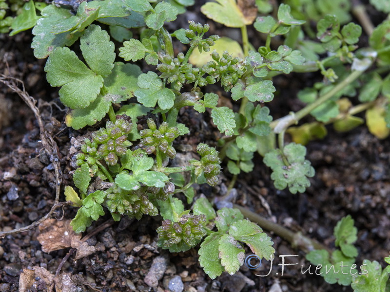 Apium nodiflorum.03
