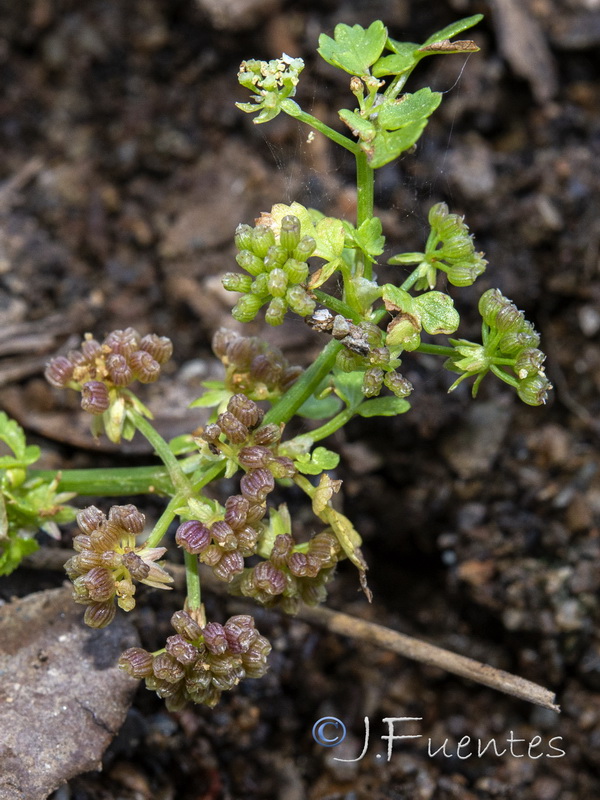 Apium nodiflorum.04