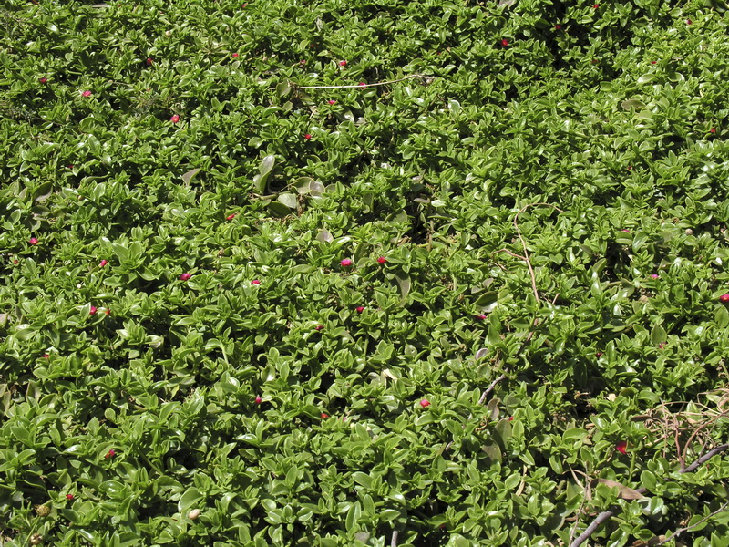 Aptenia cordifolia.01