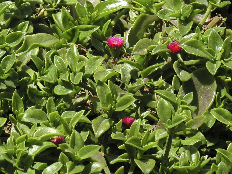 Aptenia cordifolia.02