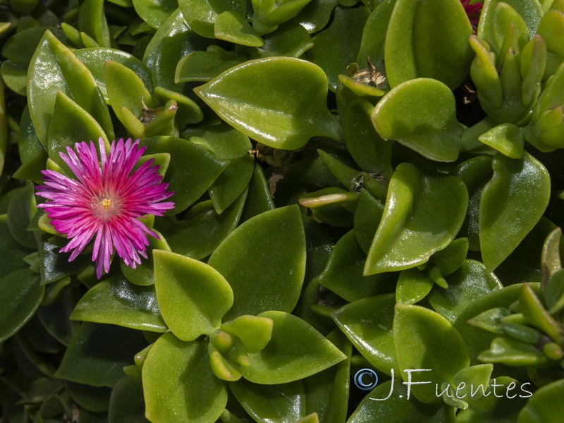 Aptenia cordifolia.13