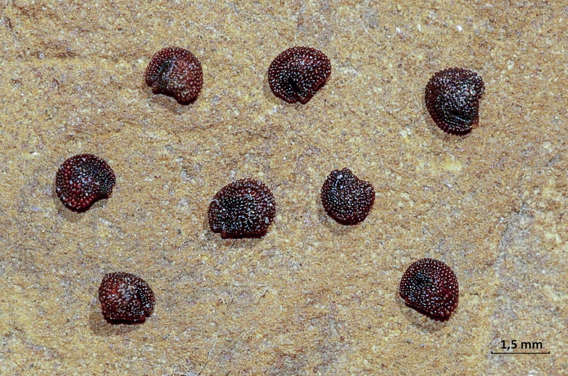 Aptenia cordifolia.14