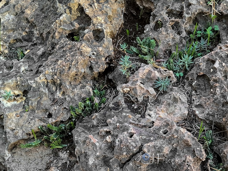 Apteranthes munbyana.01