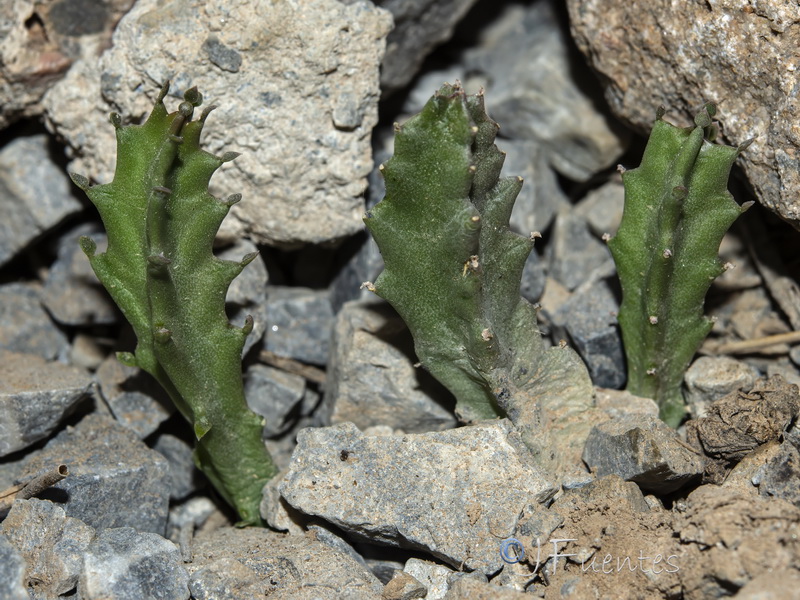 Apteranthes munbyana.03
