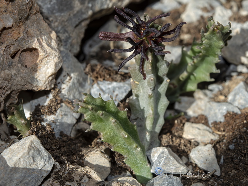Apteranthes munbyana.04