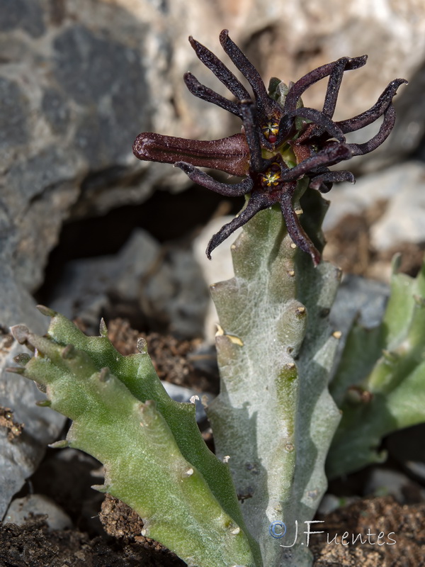 Apteranthes munbyana.45