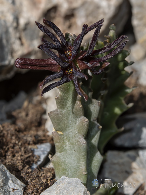 Apteranthes munbyana.46
