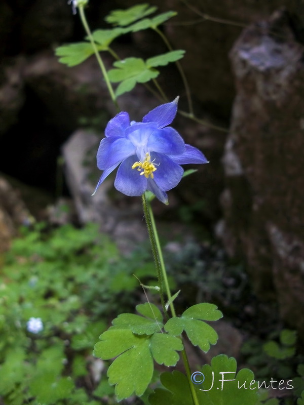 Aquilegia pyrenaica cazorlensis.01