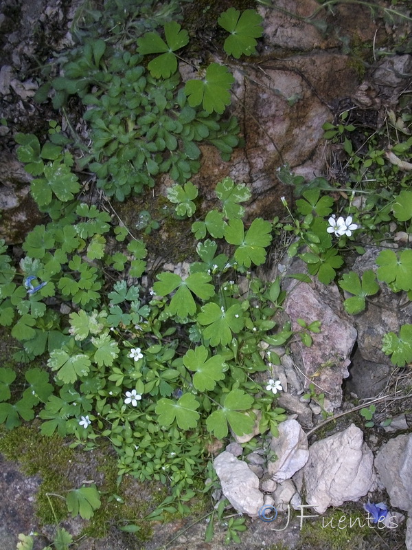 Aquilegia pyrenaica cazorlensis.02