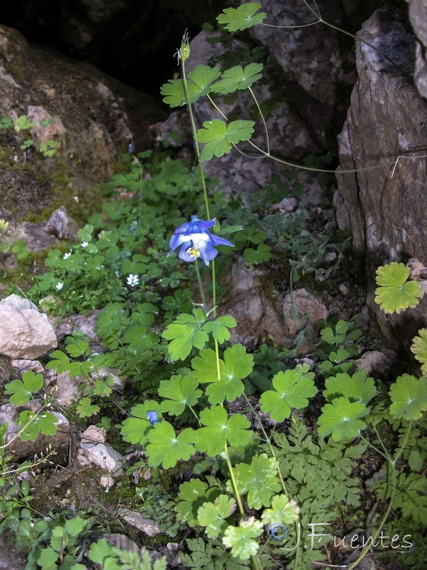 Aquilegia pyrenaica cazorlensis.06