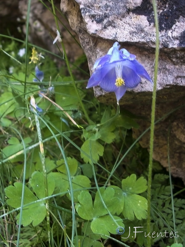 Aquilegia pyrenaica cazorlensis.07