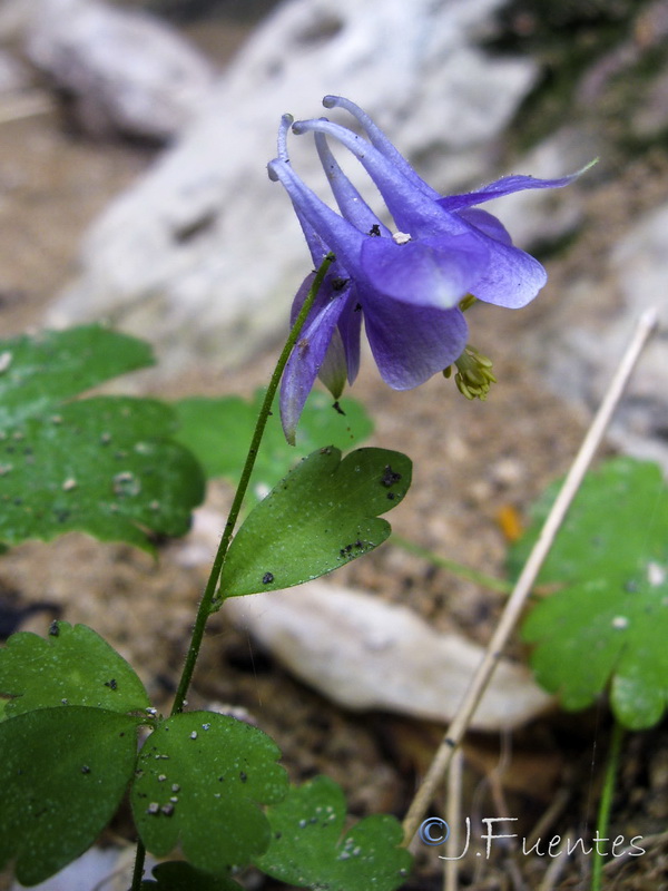 Aquilegia pyrenaica cazorlensis.08