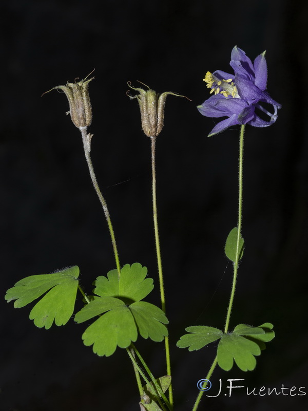 Aquilegia pyrenaica cazorlensis.09