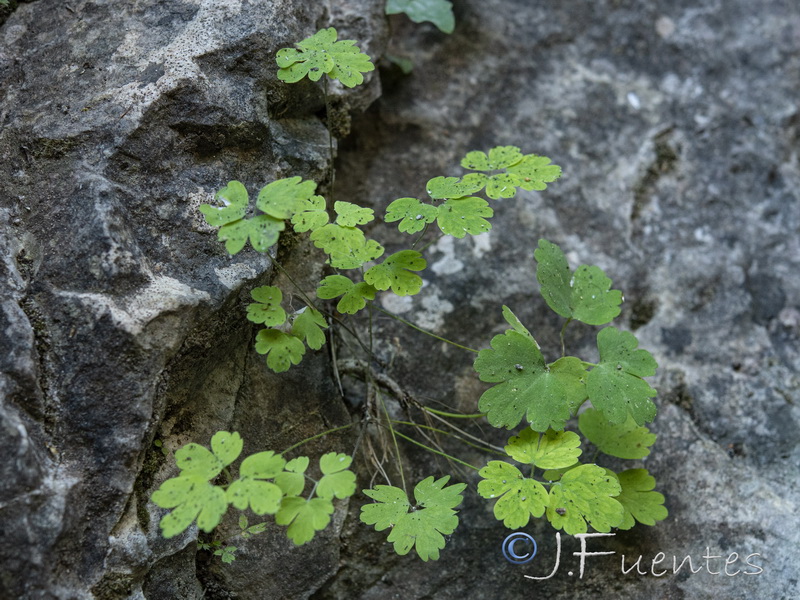 Aquilegia pyrenaica cazorlensis.13