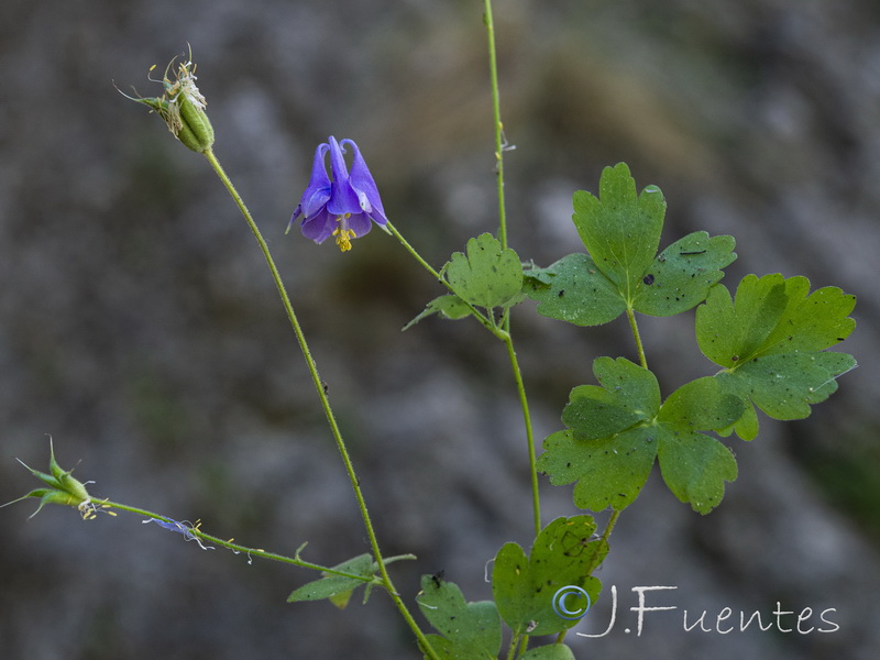 Aquilegia pyrenaica cazorlensis.17