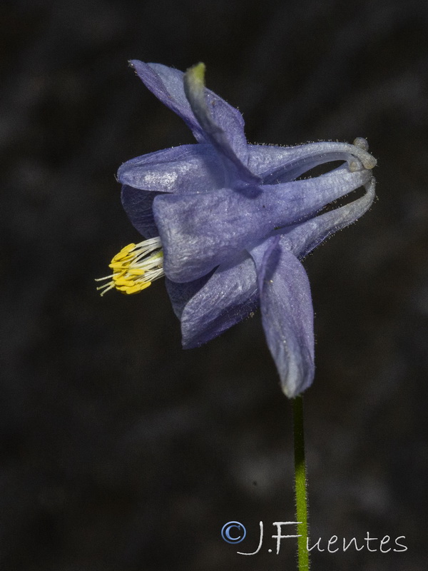 Aquilegia pyrenaica cazorlensis.20