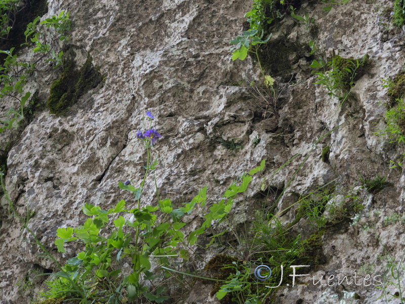 Aquilegia saxifraga.02