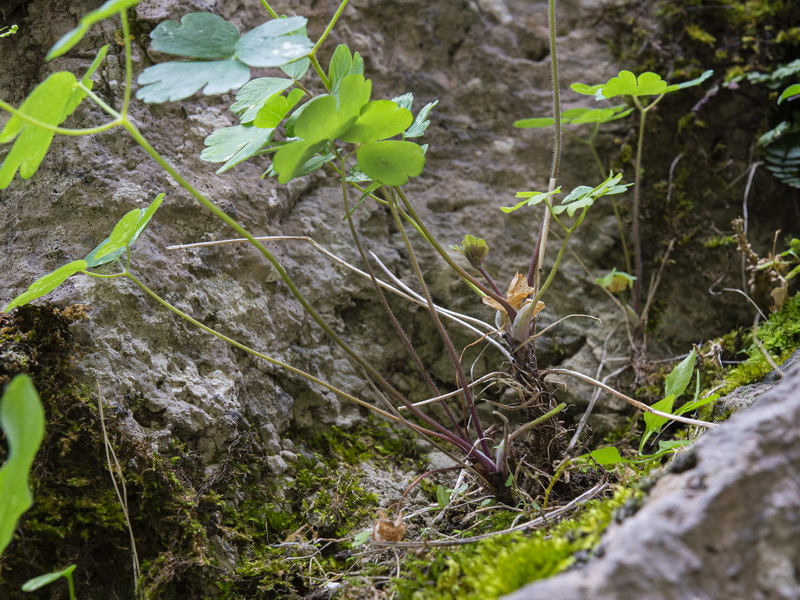 Aquilegia saxifraga.10