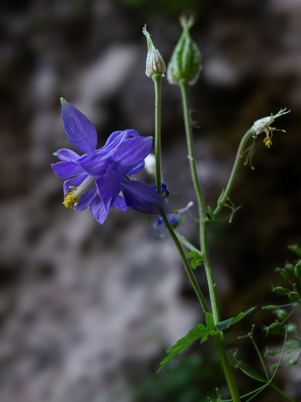Aquilegia saxifraga.15