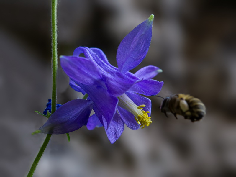 Aquilegia saxifraga.18