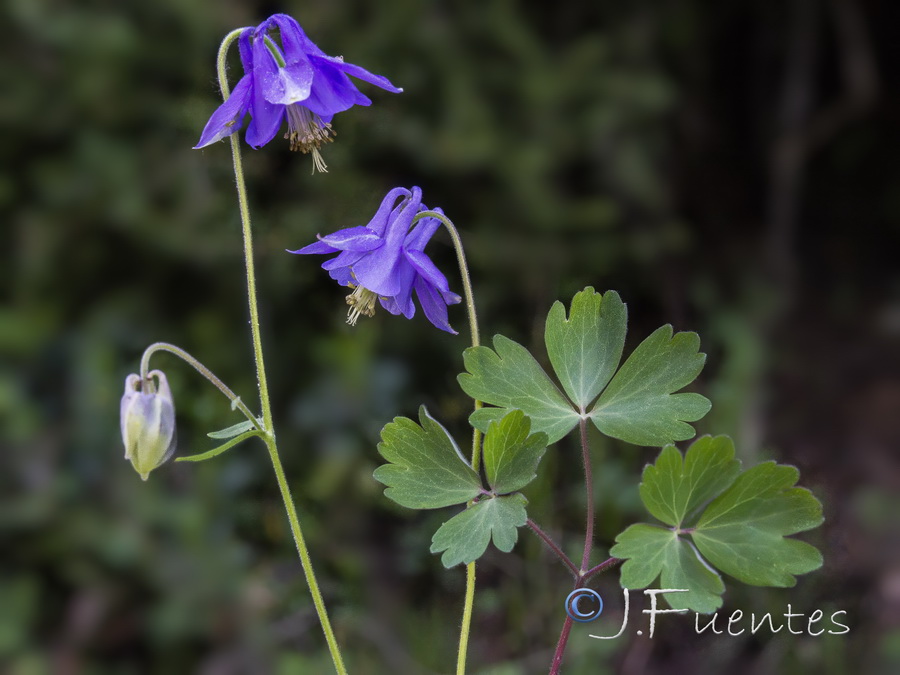 Aquilegia vulgaris hispanica 1.02