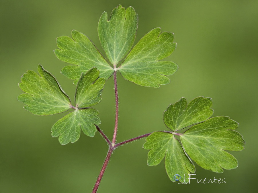Aquilegia vulgaris hispanica 1.04