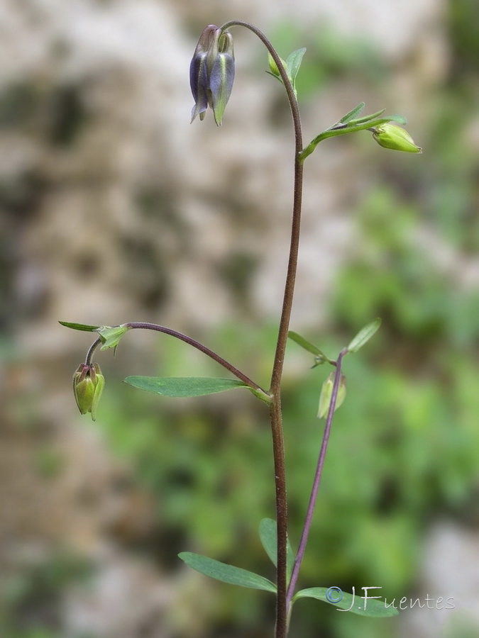 Aquilegia vulgaris hispanica 1.05