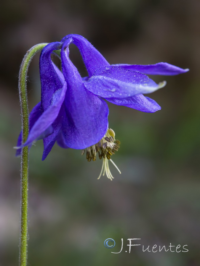 Aquilegia vulgaris hispanica 1.06
