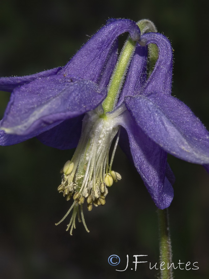 Aquilegia vulgaris hispanica 1.07
