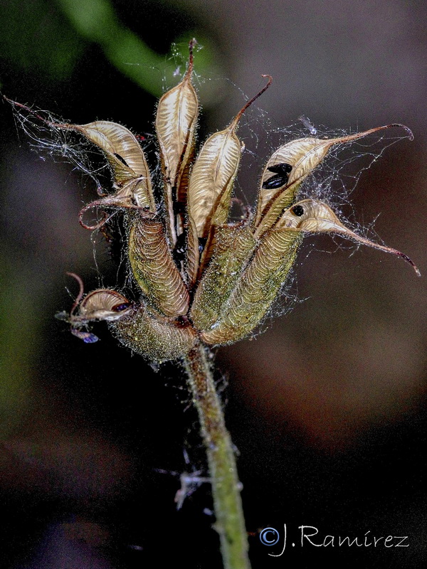 Aquilegia vulgaris hispanica.01