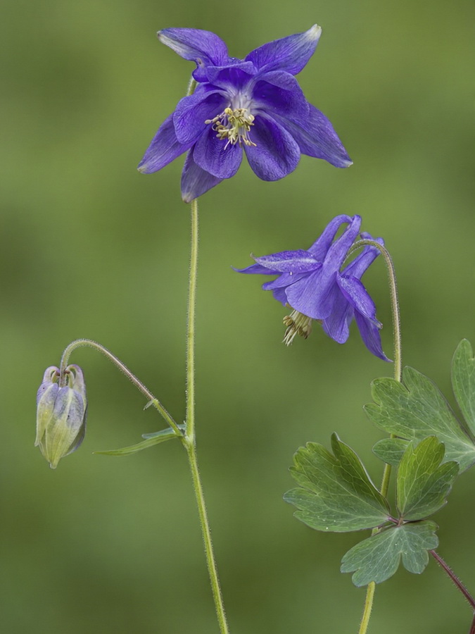 Aquilegia vulgaris hispanica.02b