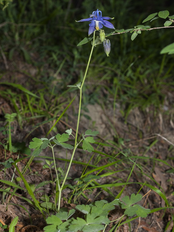 Aquilegia vulgaris nevadensis.01