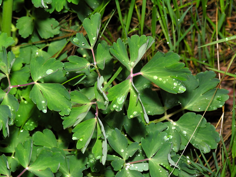 Aquilegia vulgaris nevadensis.02
