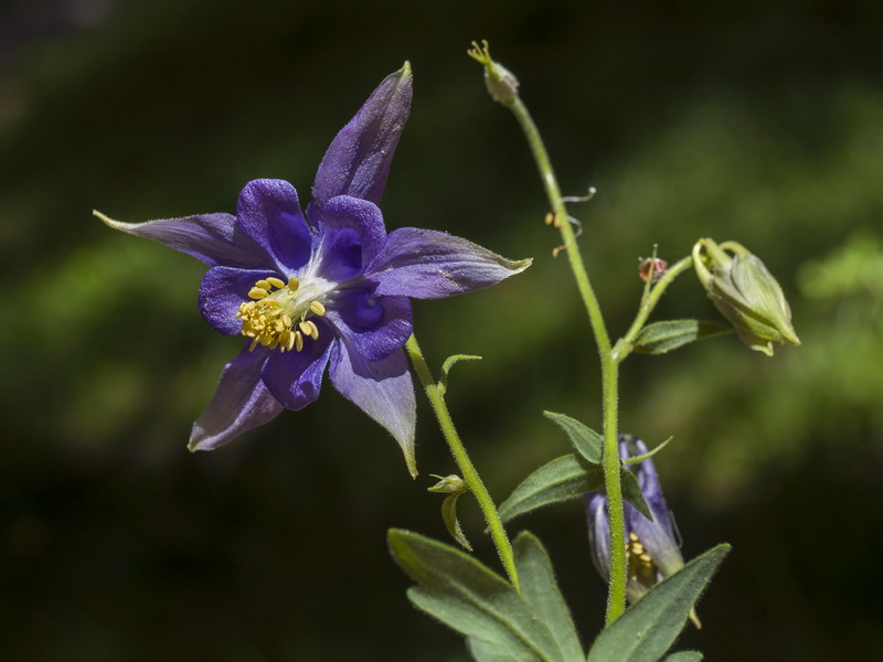 Aquilegia vulgaris nevadensis.04