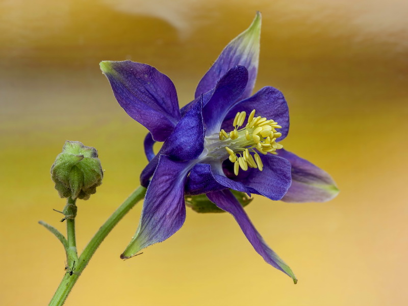 Aquilegia vulgaris nevadensis.05