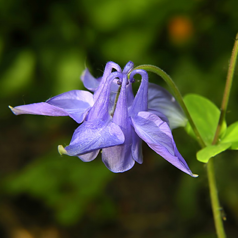 Aquilegia vulgaris nevadensis.06