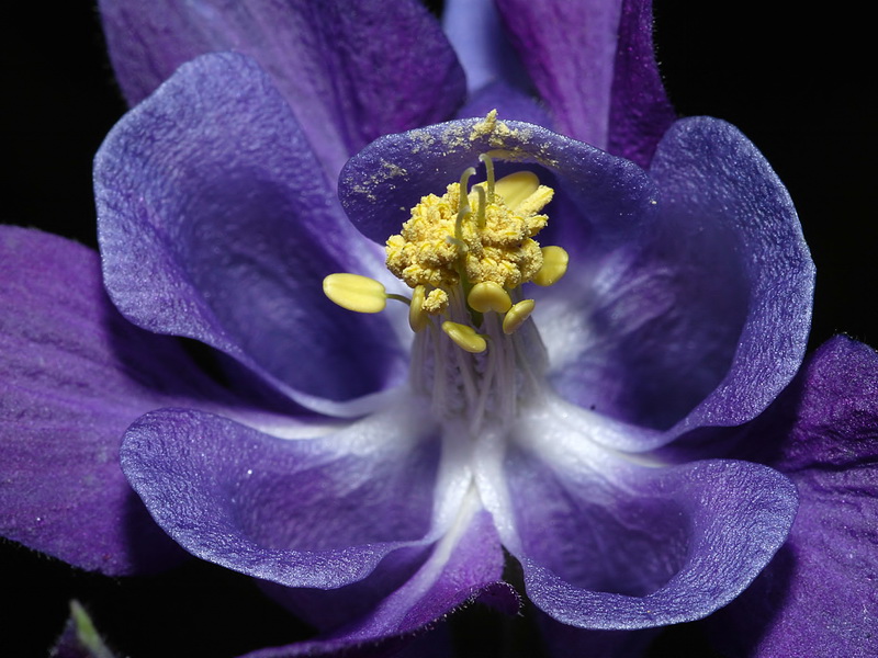 Aquilegia vulgaris nevadensis.07