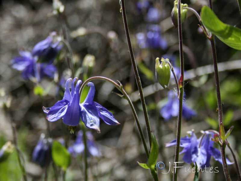 Aquilegia vulgaris nevadensis.09