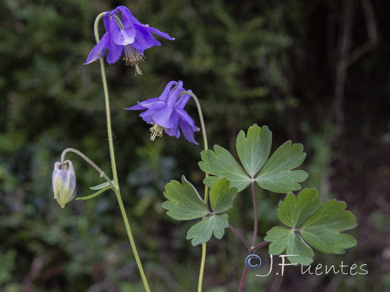 Aquilegia vulgaris vulgaris.01