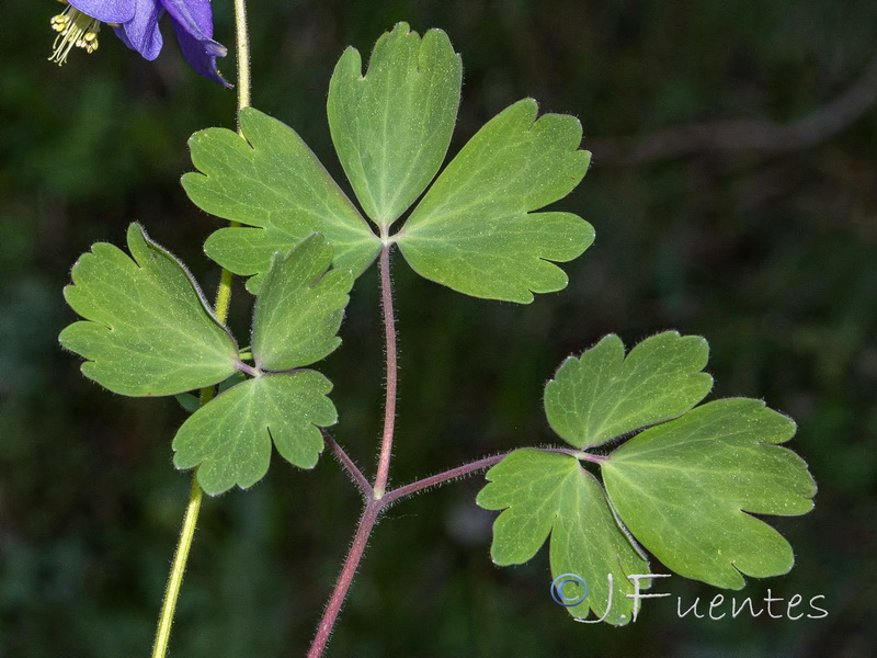 Aquilegia vulgaris vulgaris.03