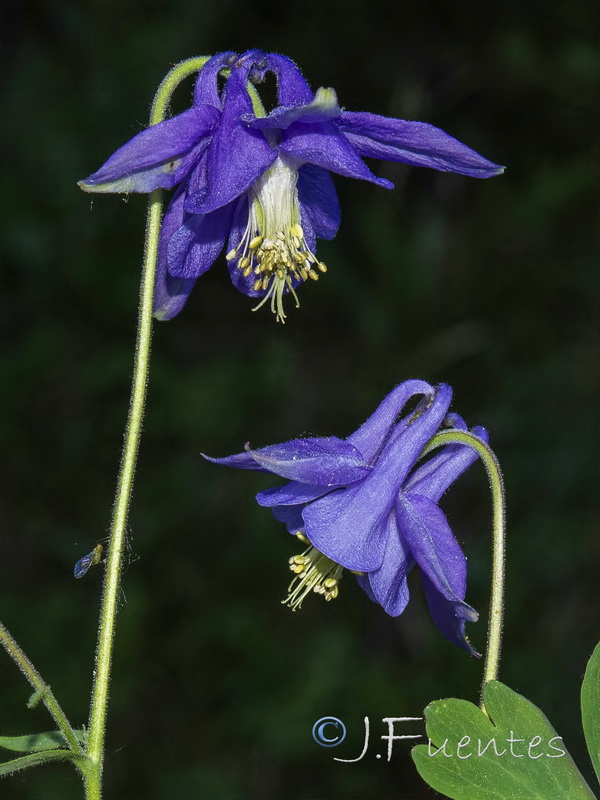 Aquilegia vulgaris vulgaris.04